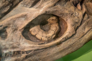 Fossil plesiosaur (detail of eye) in museum