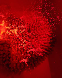 Coral gamete bundles rising to the surface after spawning