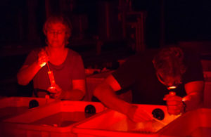Collecting coral gamete bundles
