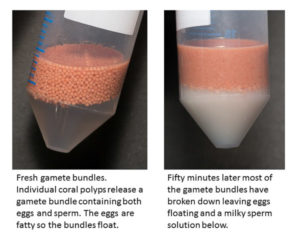 coral gamete bundle breakdown