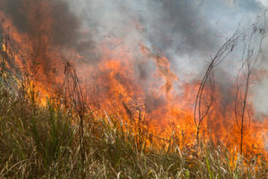 wildfire beside road