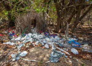 Bowerbird bower, AIMS
