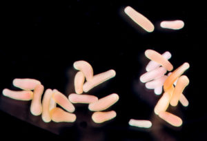 Coral planula larvae, each about 1 mm long, and 4 days after fertilisation.
