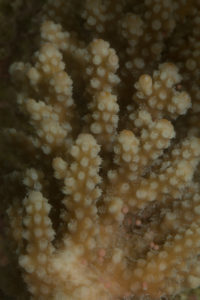coral spawning