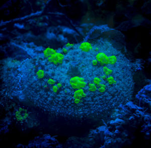 GFP colours