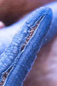 Linkia (blue linkia) starfish - part of an arm.