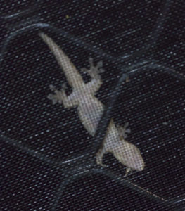 gecko outside the insect screened verandah