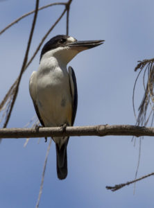 Kingfisher, Cape Pallarendra Conservation Park, Townsville
