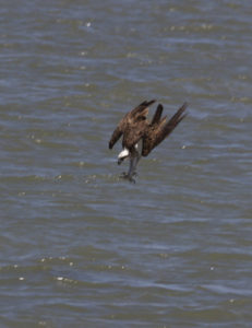 Osprey, Cape Pallarendra Conservation Park, Townsville
