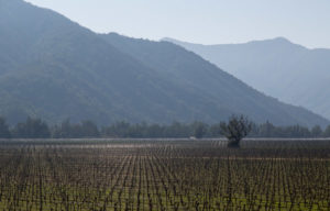 Vinyard, Casablanca Valley